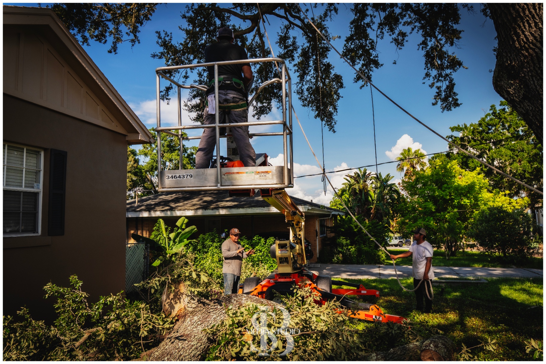 Arborist in lift removing large oak limb over house